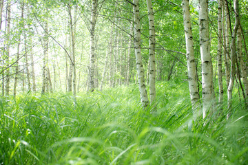 Green sunny birch grove