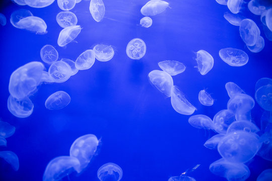meduse