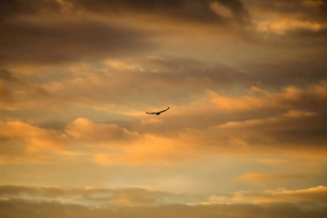Fototapeta na wymiar Birds in the sky