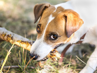 Portrait of a dog gnawing a branch of a tree. Jack Russell Terrier dog playing with wooden stick Dog looking at camera.