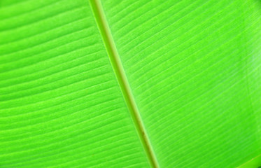 Green banana leaves Texture background