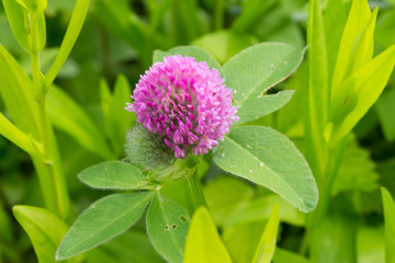 Red clover in the field. Wild pink flower heard.