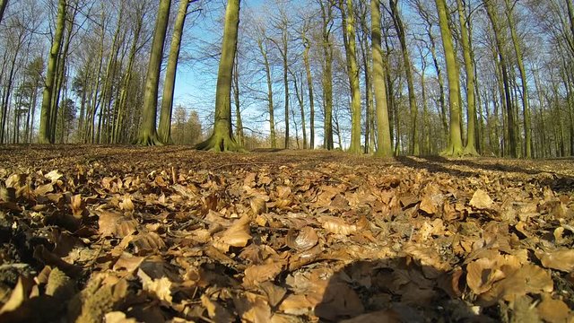 Wildschwein Frischlinge auf der Flucht, M&auml;rz
