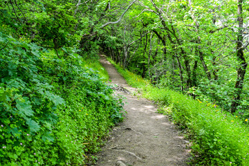 Fototapeta na wymiar Pathway in a green forest