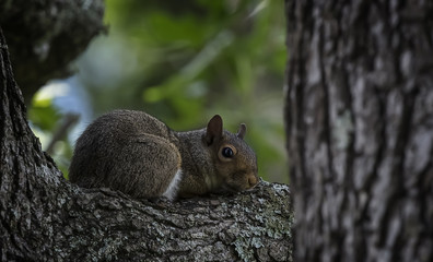 Squirrel Resting in Tree