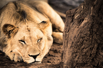 Fototapeta na wymiar Sleeping Lion