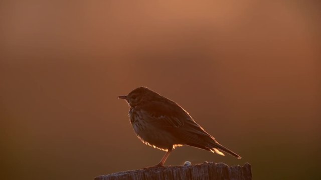 Wiesenpieper singt auf Zaunpfahl im Gegenlicht,  Juni