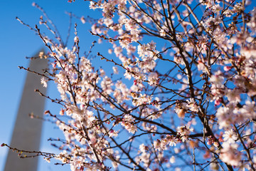 Washington, D.C In Bloom