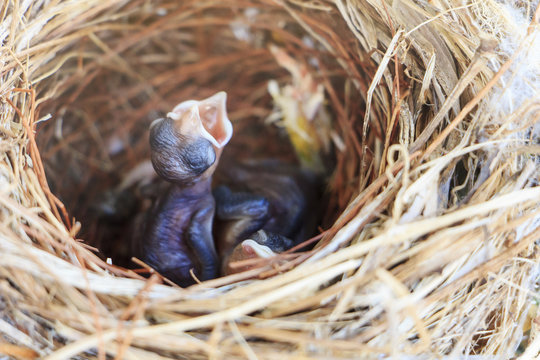 Two bulbul chicks in nest in morning
