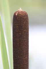 weiblicher Kolben eines Kanonenputzers