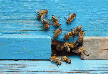 Bees with honey at the entrance to the hive - 163465329