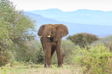 Obraz premium African Elephant bull