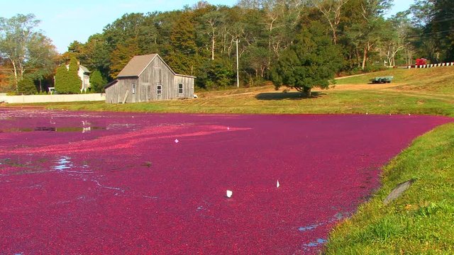 Floating cranberries form a blanket of red around the edges of the bog before being rounded up for harvest.