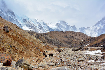 Yak drover with caravan of yaks on the way from Lobuche to Gorak Shep. Trek to Everest base camp, Nepal