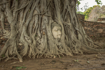 Head of Buddha in the tree, Ayutthaya, Thailand