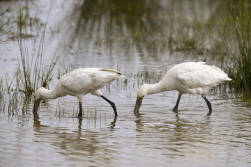 Spatule blanche, Platalea leucorodia, Eurasian Spoonbill