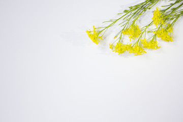 yellow flowers oregano on a white background