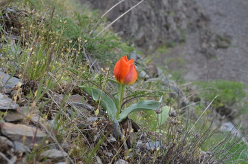 Цветущий красный оранжевый тюльпан Грейга Tulipa greigii среди камней и травы на горном склоне  в Тянь-Шане, Кыргызстан, Центральная Азия