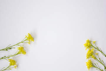 yellow flowers oregano on a white background