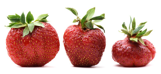 Ugly organic home grown strawberries isolated