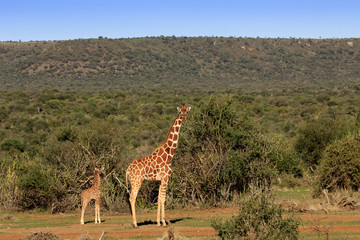 Obraz premium Giraffe mother and baby