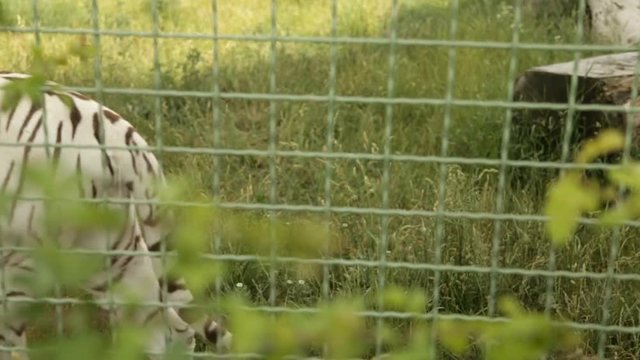 Adult white tiger