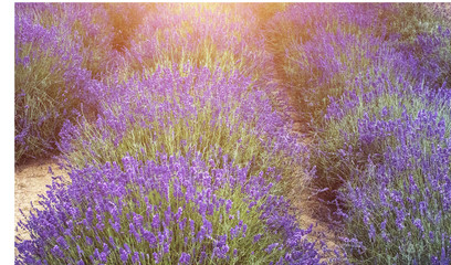 Fields of lavender - 163467300