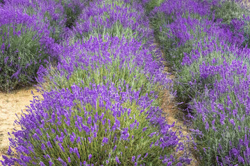 Beautiful fields with lavender - 163467320