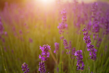 Field of blooming lavender