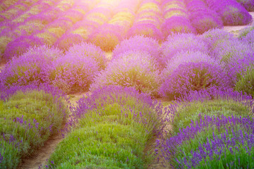 Beautiful fields of blooming lavender - 163467343