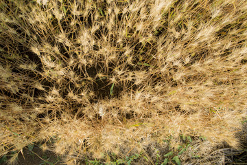 Wheat field