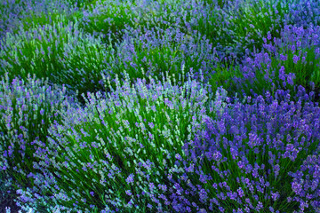 Lavender fields in the summer - 163467393
