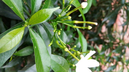 insect sitting on plant