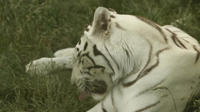 Adult white tiger