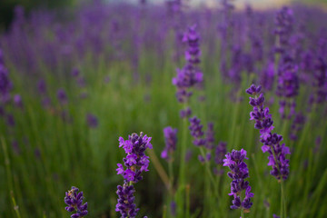 Field of blooming lavender - 163467526