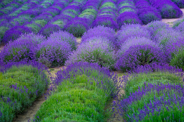 Blue fields of blooming lavender - 163467571