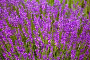 Lavender growing in the fields - 163467707