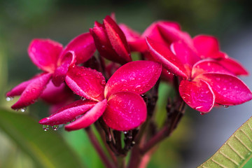 red pink Plumeria flower
