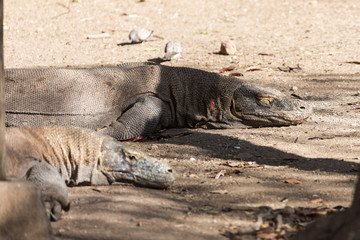 Komodowaran (Varanus komodoensis)