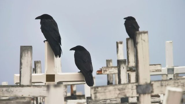 Three ravens perching on wooden crosses Nuuk Greenland cemetery 4k