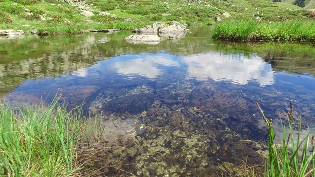 laghetto in alta montagna con girini