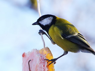 Titmouse eat.