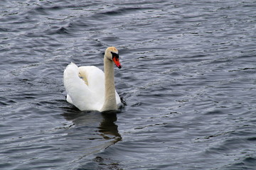 Solitary swan floats on the lake