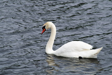 Fototapeta premium Solitary swan floats on the lake
