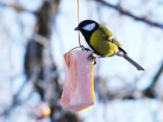 Titmouse eat