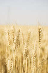 Fototapeta premium Summer Wheat