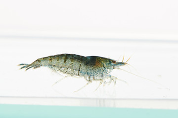 live shrimp