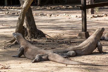 Komodowaran (Varanus komodoensis)