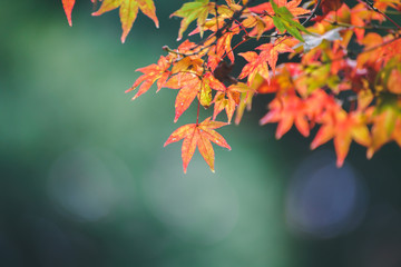 Autumn color change is season colorful, with red and yellow leaves alternates, beautiful nature bokeh background in Eikando temple, Kyoto, Japan.