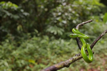 Green Pit Viper dangerous snake in Thailand and Southeast Asia.